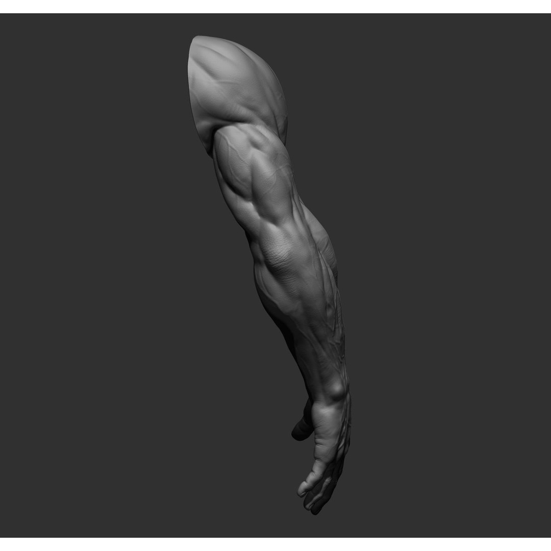 Realistic Male Arms 3D Model – High Poly ZBrush Anatomy, FBX, OBJ - View 37