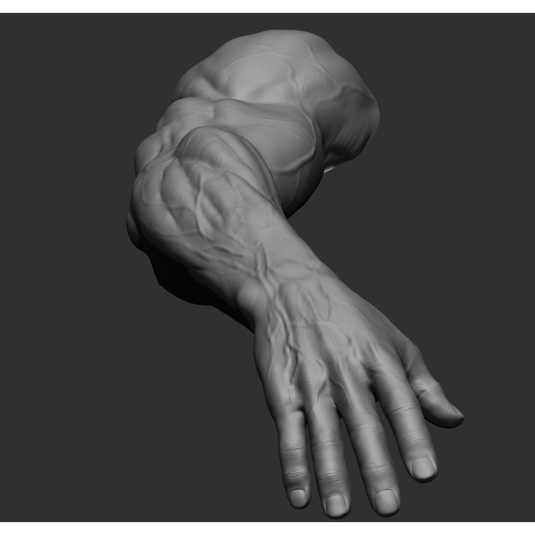 Realistic Male Arms 3D Model – High Poly ZBrush Anatomy, FBX, OBJ - View 38