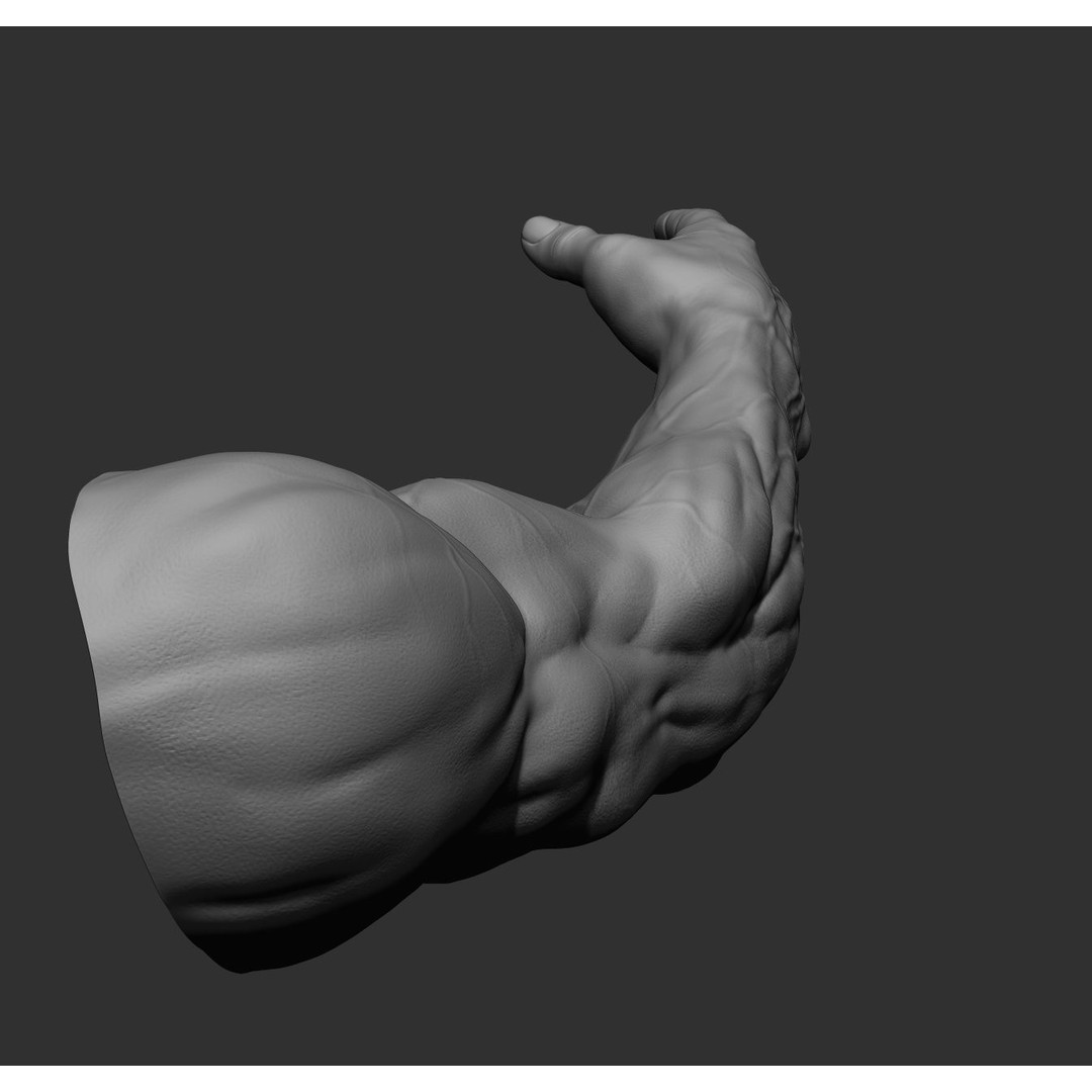 Realistic Male Arms 3D Model – High Poly ZBrush Anatomy, FBX, OBJ - View 39