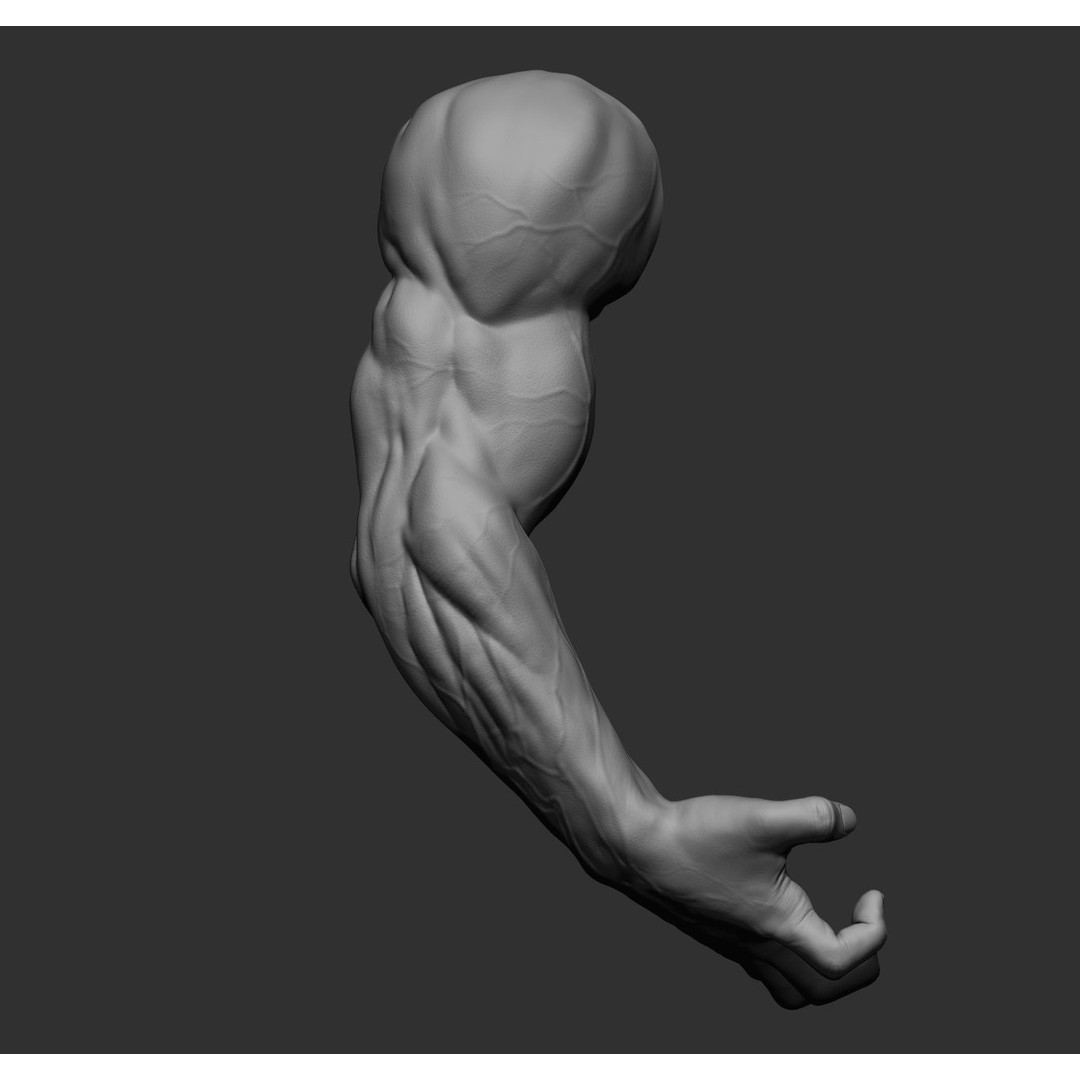 Realistic Male Arms 3D Model – High Poly ZBrush Anatomy, FBX, OBJ - View 40