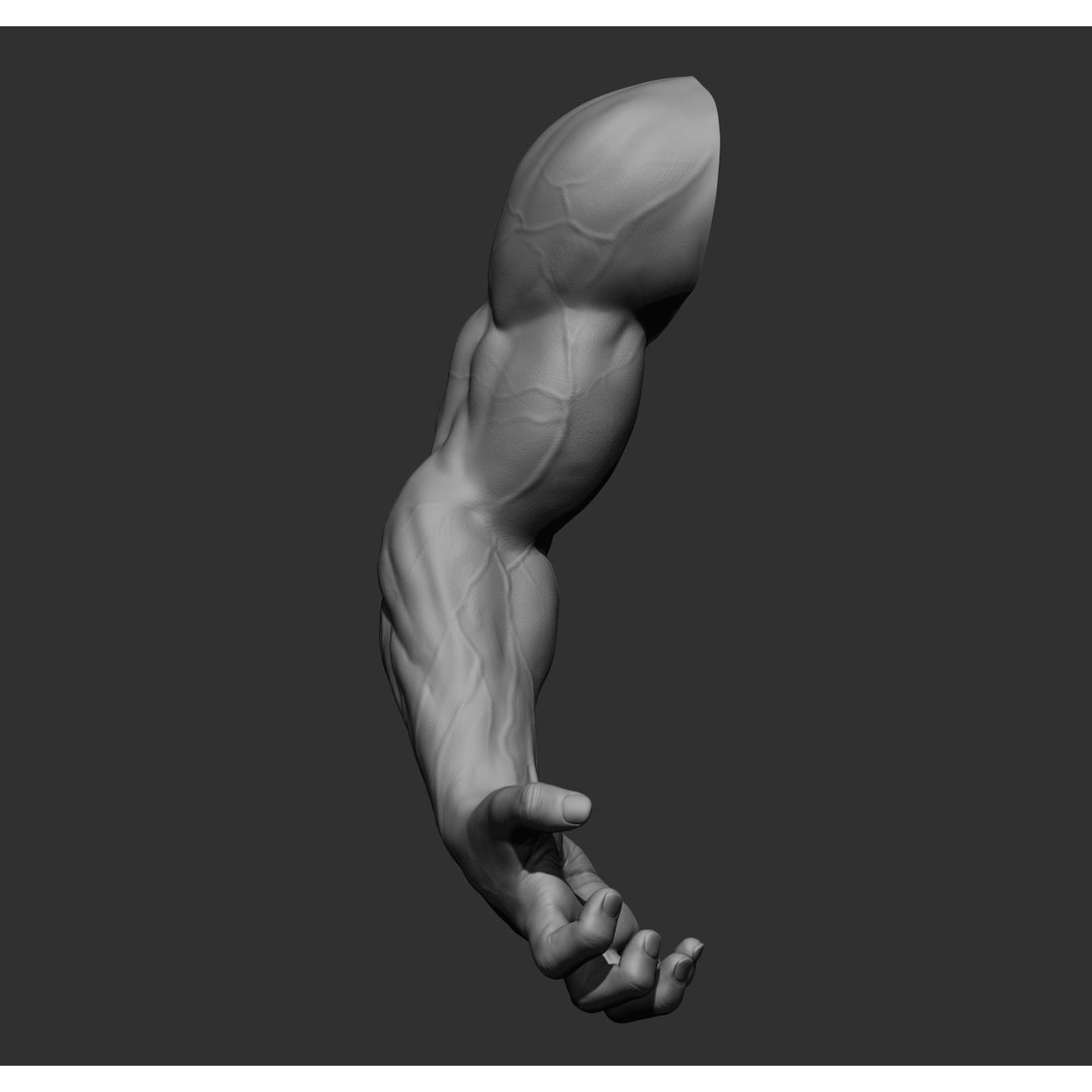 Realistic Male Arms 3D Model – High Poly ZBrush Anatomy, FBX, OBJ - View 41
