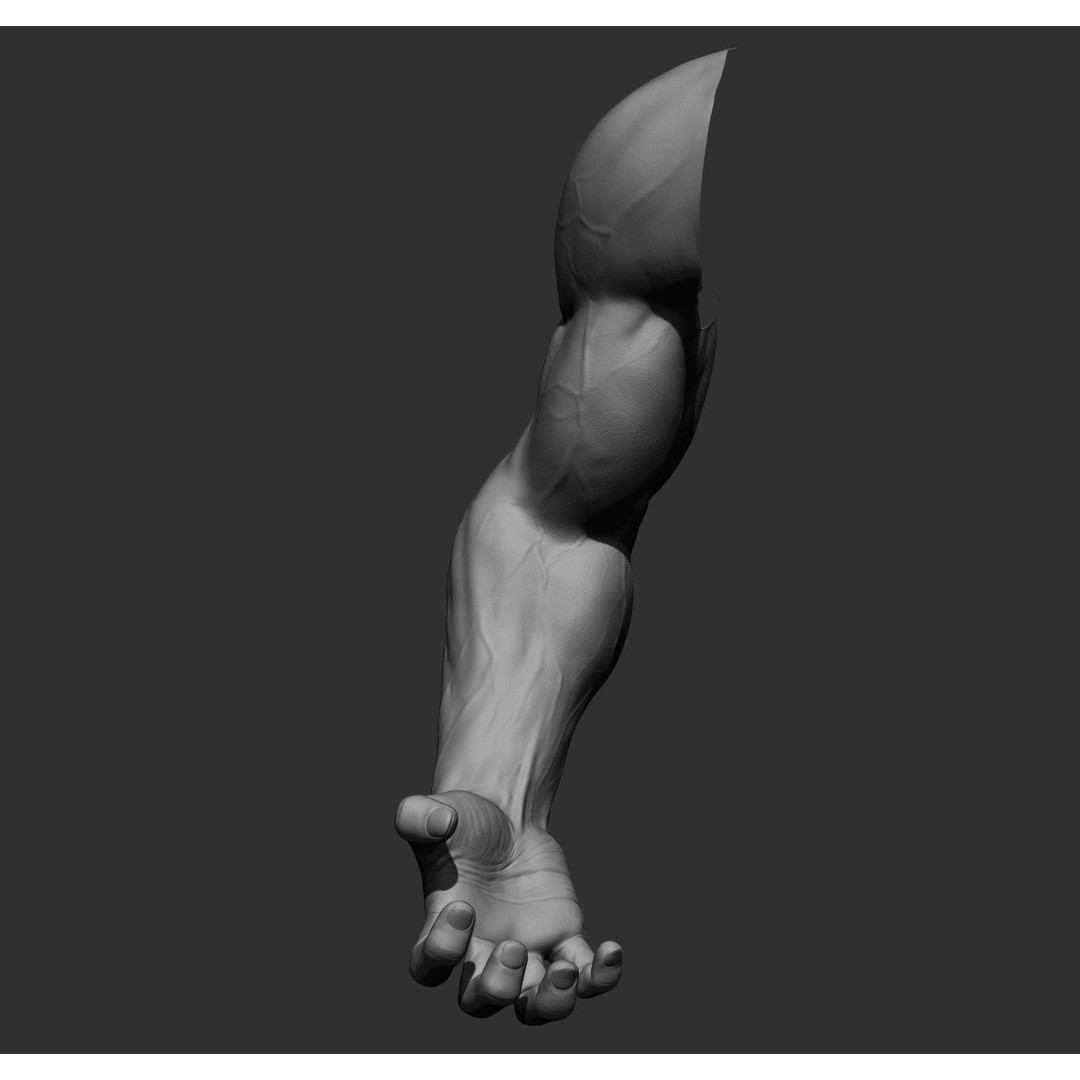 Realistic Male Arms 3D Model – High Poly ZBrush Anatomy, FBX, OBJ - View 42