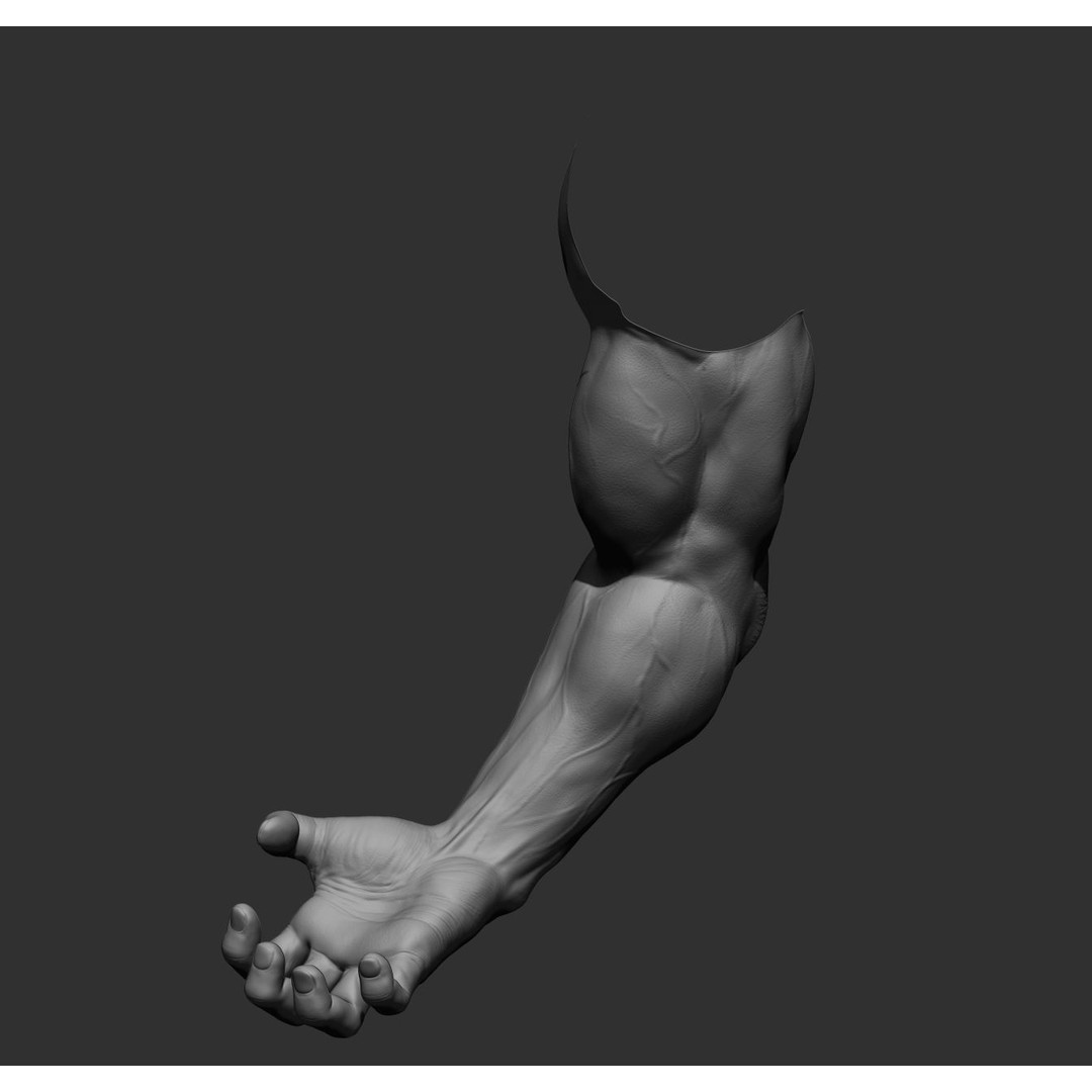 Realistic Male Arms 3D Model – High Poly ZBrush Anatomy, FBX, OBJ - View 43