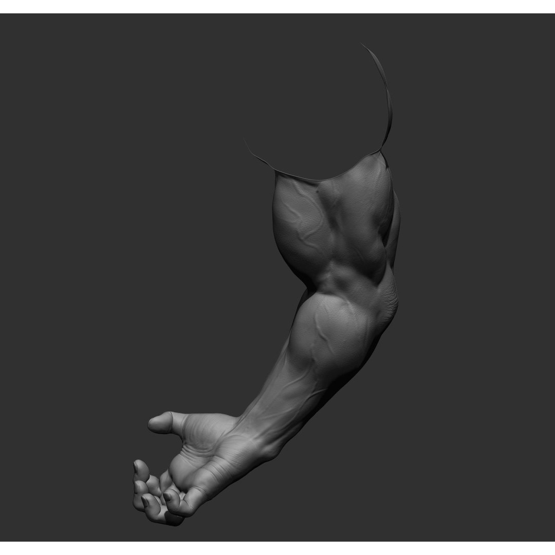 Realistic Male Arms 3D Model – High Poly ZBrush Anatomy, FBX, OBJ - View 44
