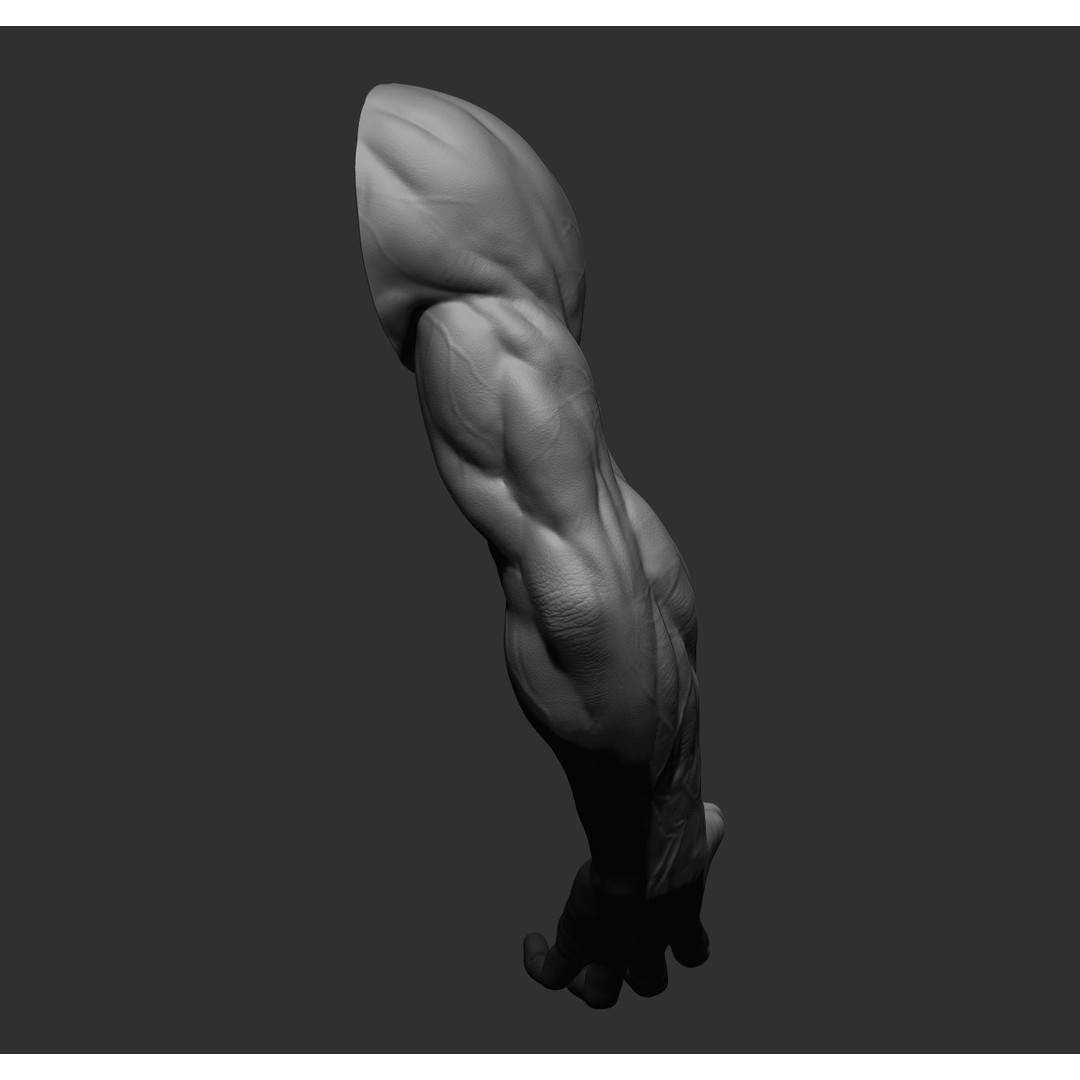 Realistic Male Arms 3D Model – High Poly ZBrush Anatomy, FBX, OBJ - View 46