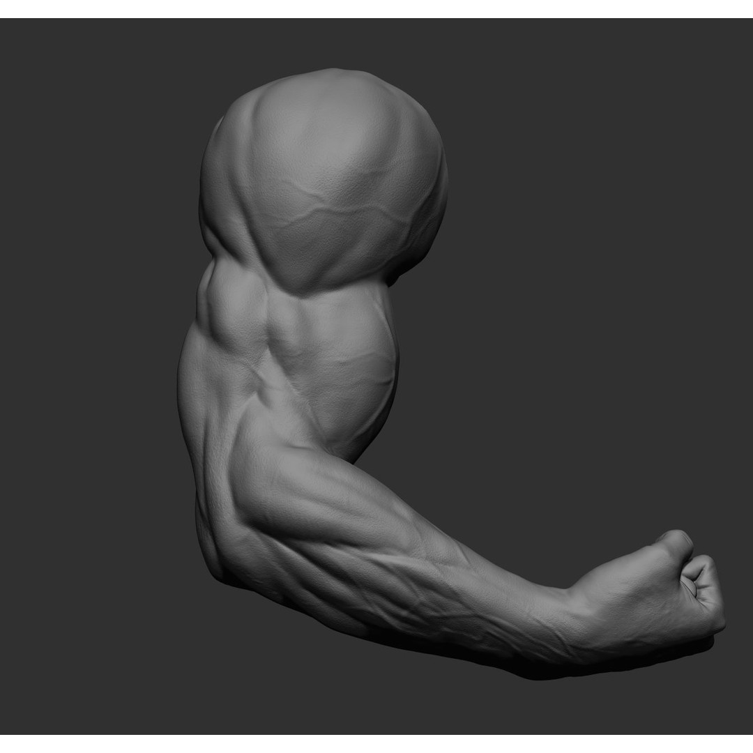 Realistic Male Arms 3D Model – High Poly ZBrush Anatomy, FBX, OBJ - View 48