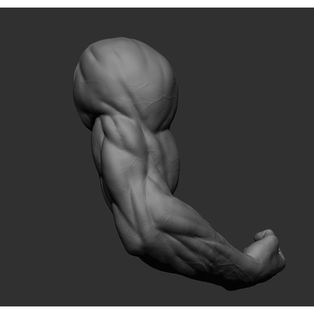 Realistic Male Arms 3D Model – High Poly ZBrush Anatomy, FBX, OBJ - View 52