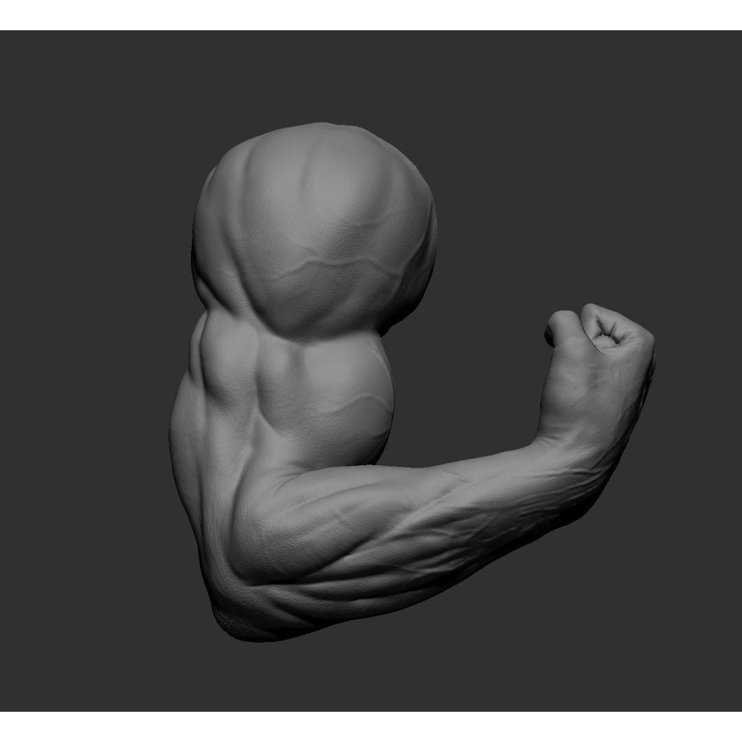 Realistic Male Arms 3D Model – High Poly ZBrush Anatomy, FBX, OBJ - View 54