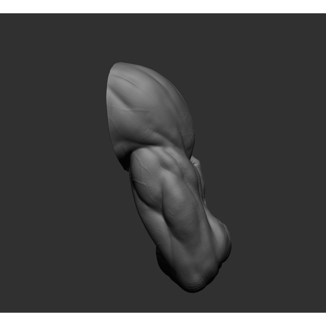 Realistic Male Arms 3D Model – High Poly ZBrush Anatomy, FBX, OBJ - View 58