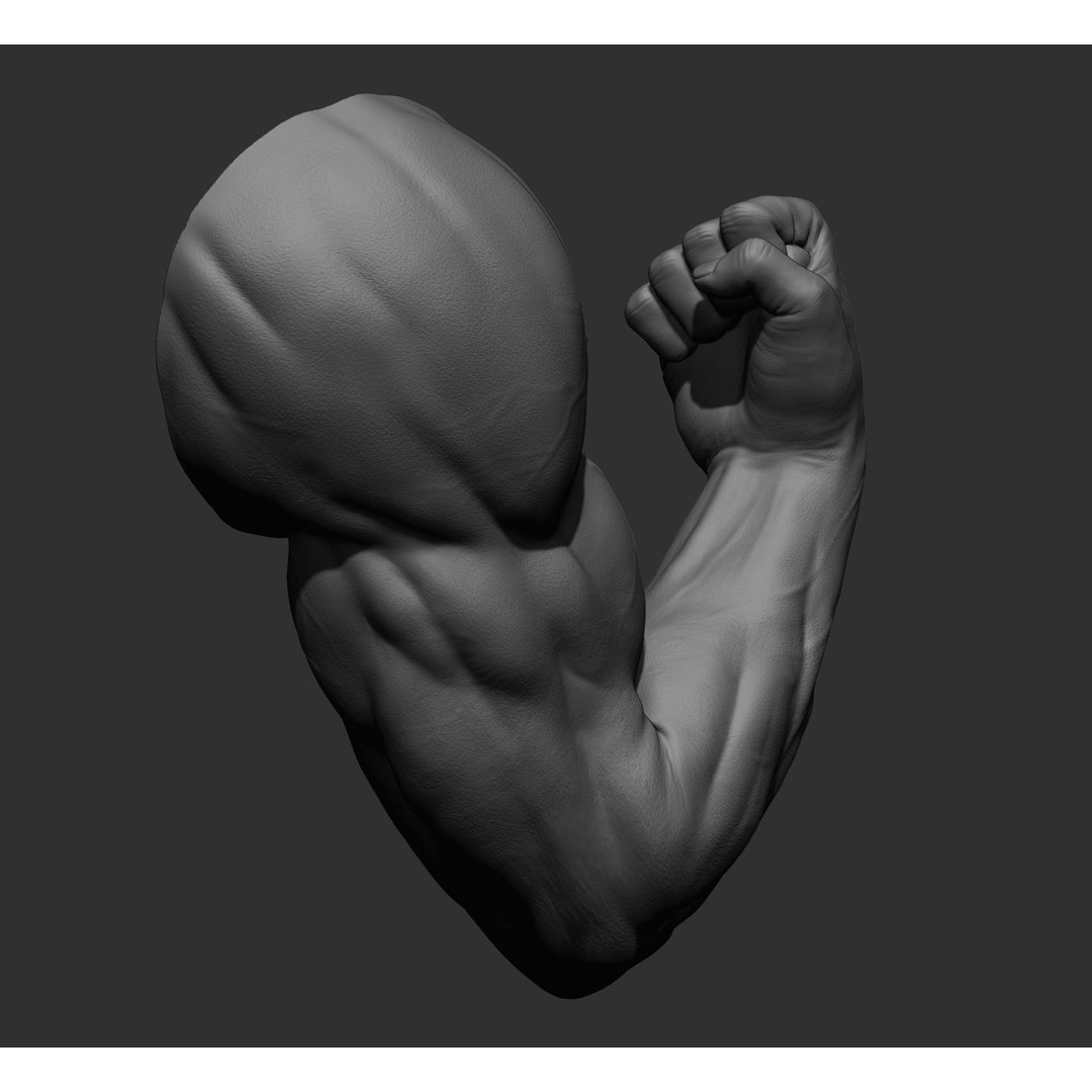 Realistic Male Arms 3D Model – High Poly ZBrush Anatomy, FBX, OBJ - View 59