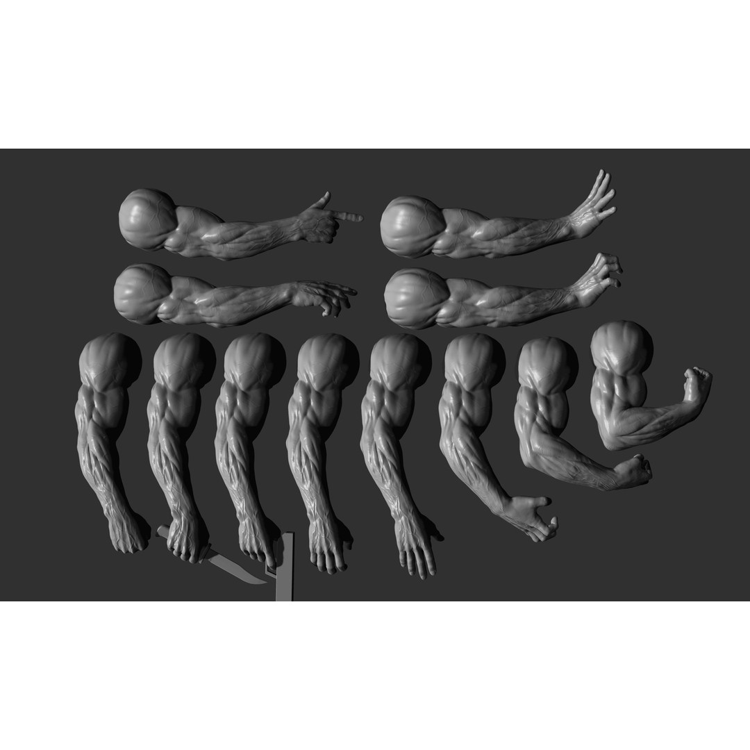 Realistic Male Arms 3D Model – High Poly ZBrush Anatomy, FBX, OBJ - View 6