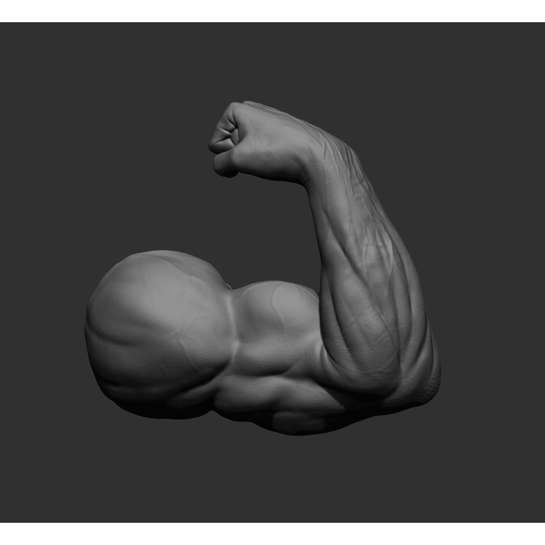 Realistic Male Arms 3D Model – High Poly ZBrush Anatomy, FBX, OBJ - View 60