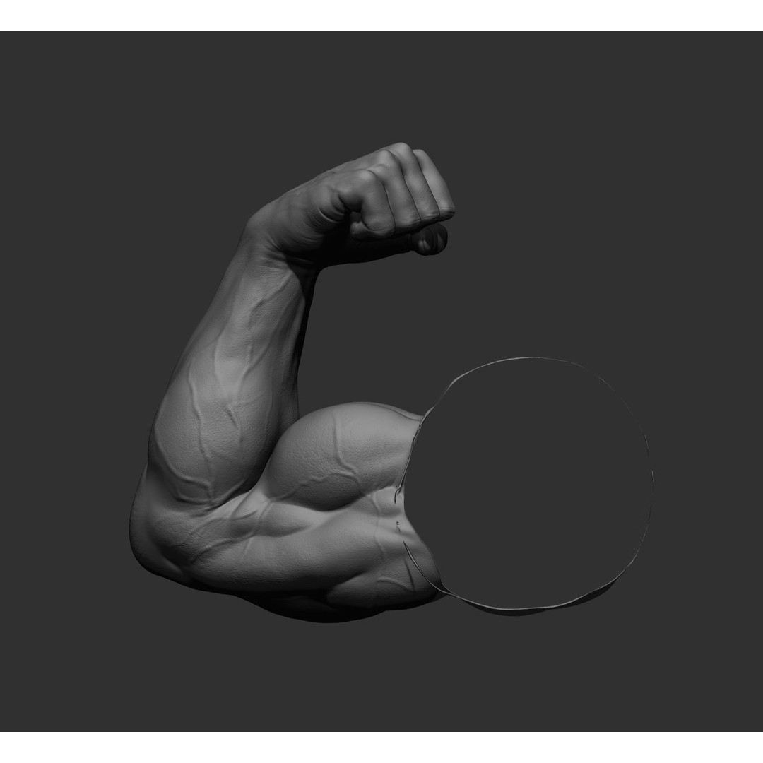 Realistic Male Arms 3D Model – High Poly ZBrush Anatomy, FBX, OBJ - View 61