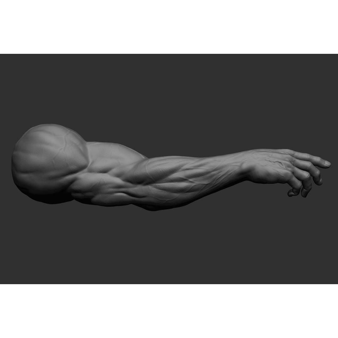 Realistic Male Arms 3D Model – High Poly ZBrush Anatomy, FBX, OBJ - View 63