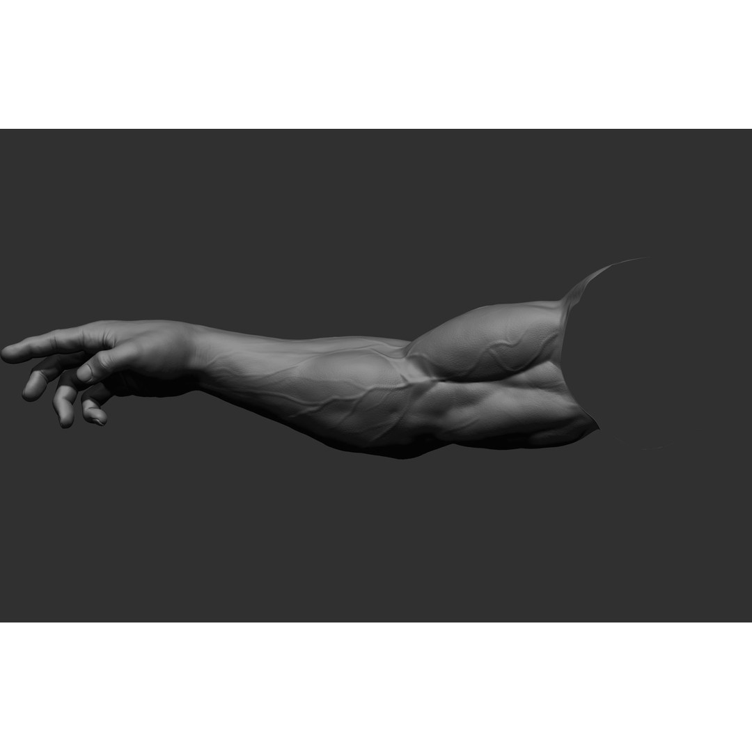 Realistic Male Arms 3D Model – High Poly ZBrush Anatomy, FBX, OBJ - View 67