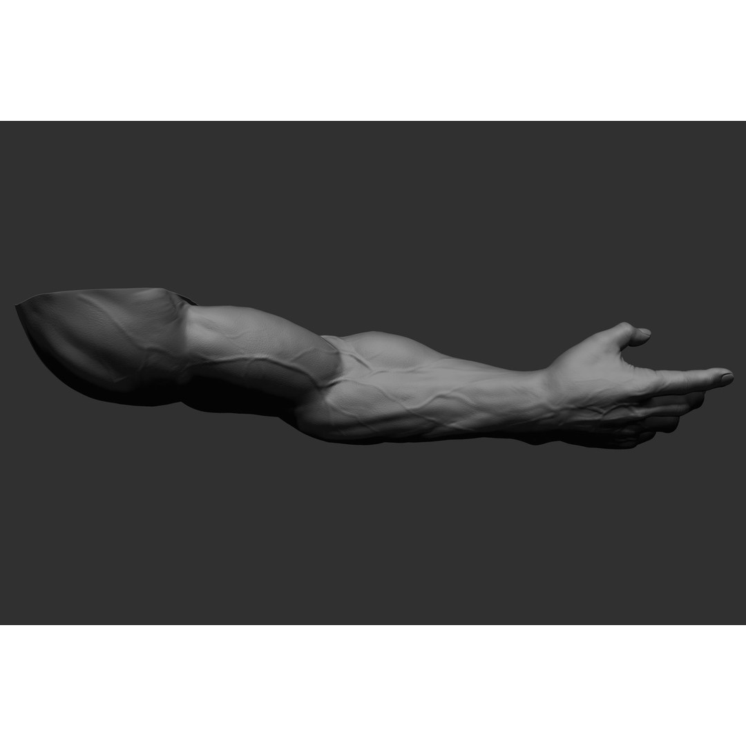 Realistic Male Arms 3D Model – High Poly ZBrush Anatomy, FBX, OBJ - View 69