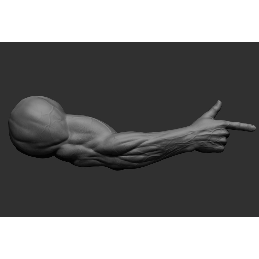 Realistic Male Arms 3D Model – High Poly ZBrush Anatomy, FBX, OBJ - View 70