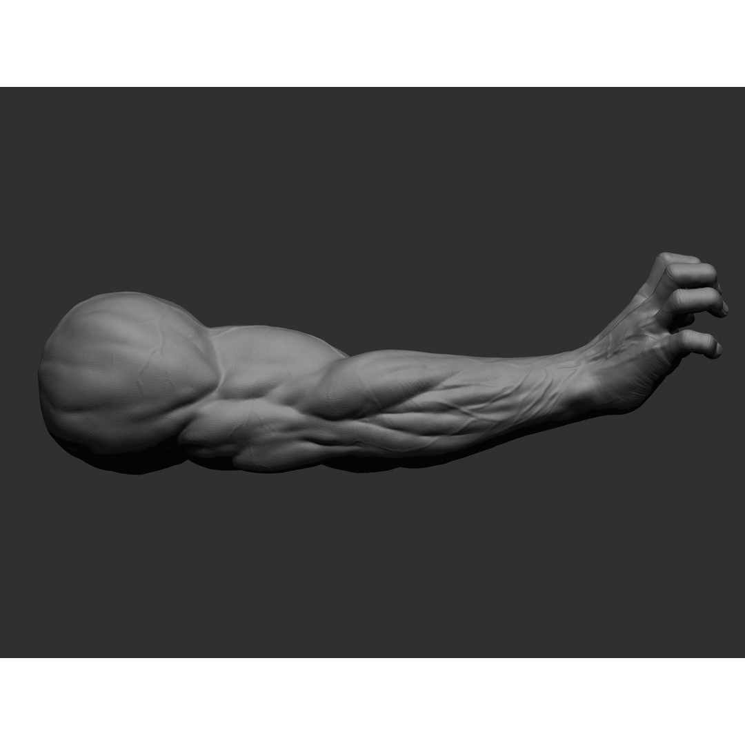 Realistic Male Arms 3D Model – High Poly ZBrush Anatomy, FBX, OBJ - View 75
