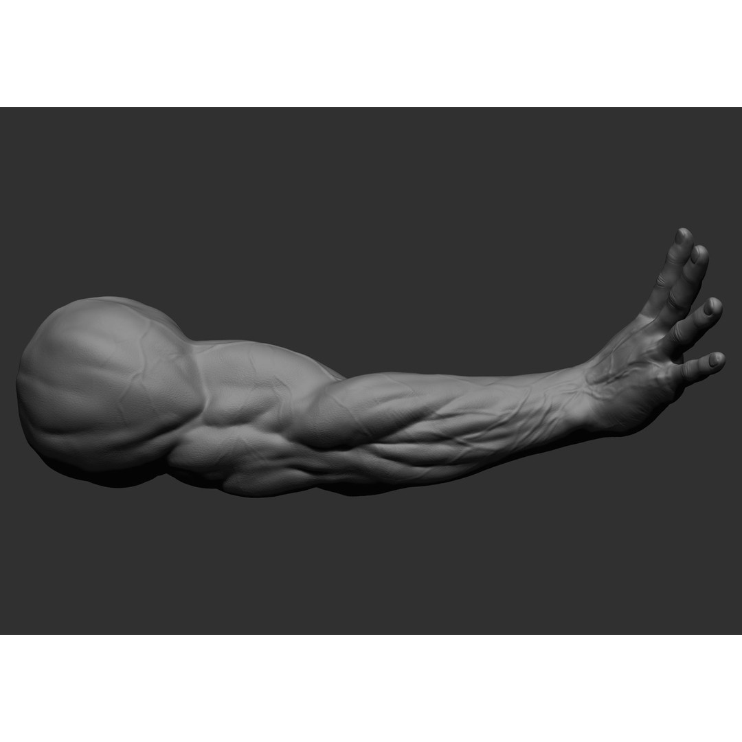 Realistic Male Arms 3D Model – High Poly ZBrush Anatomy, FBX, OBJ - View 80