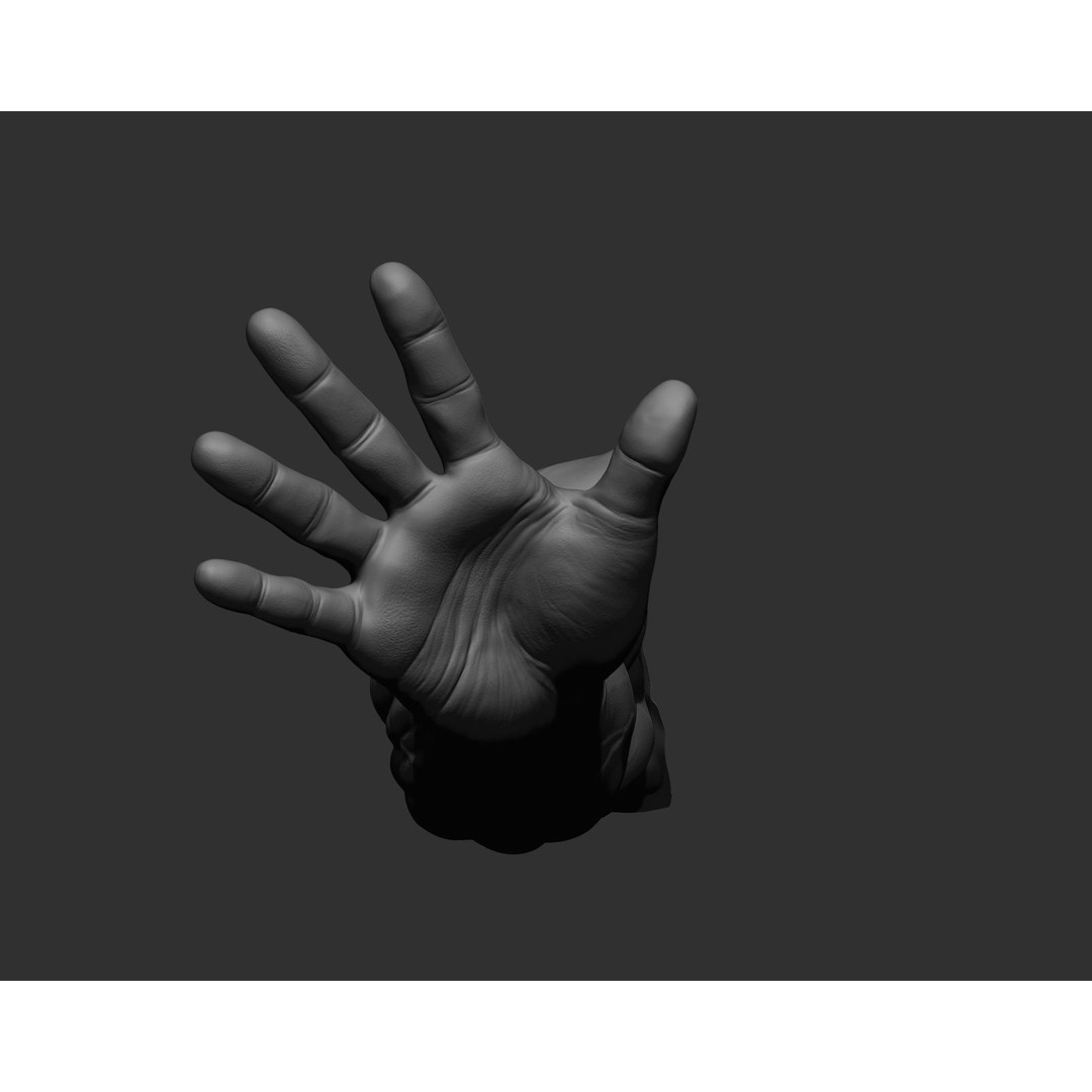 Realistic Male Arms 3D Model – High Poly ZBrush Anatomy, FBX, OBJ - View 82