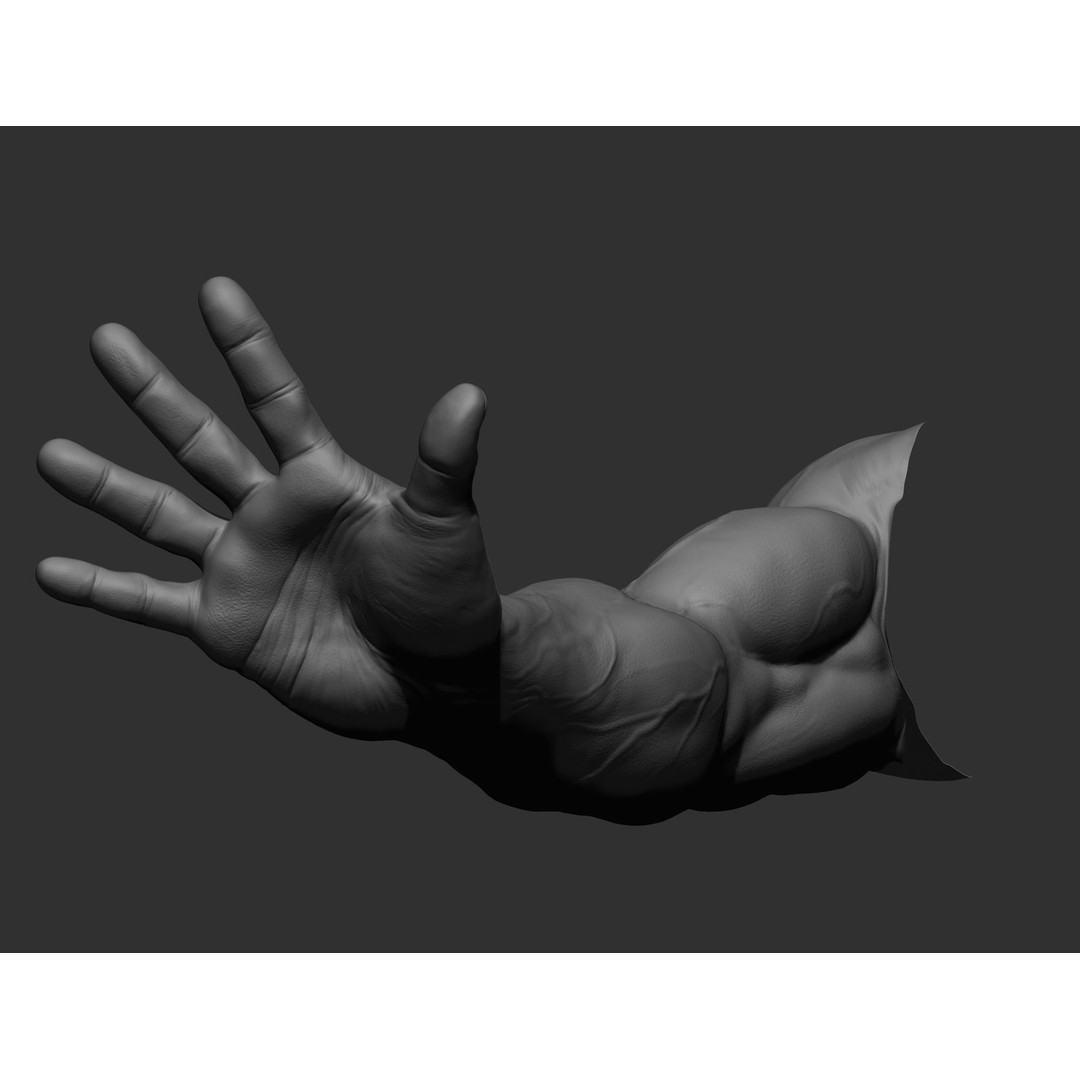 Realistic Male Arms 3D Model – High Poly ZBrush Anatomy, FBX, OBJ - View 83