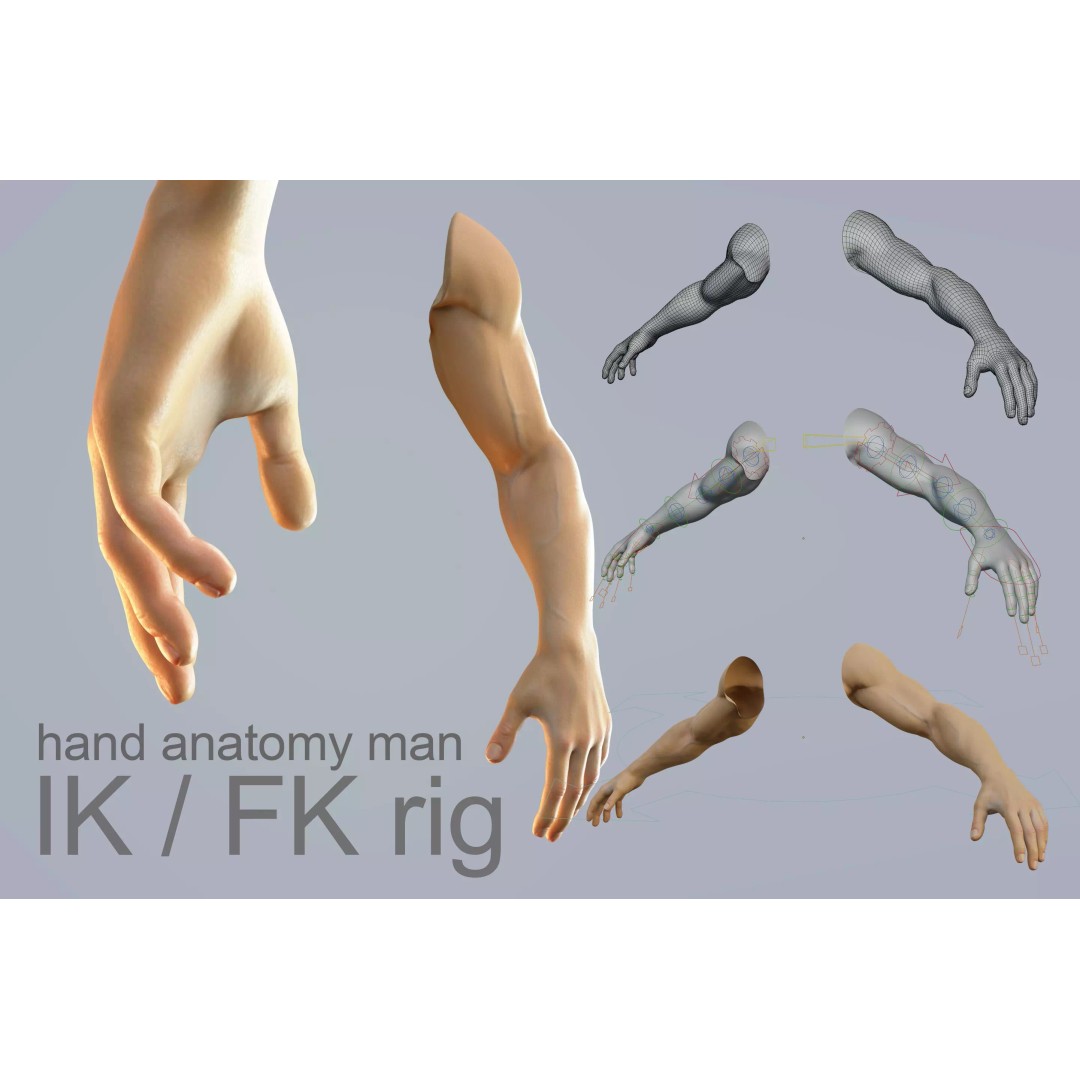 Hand Anatomy 3D Model – Rigged Realistic Character for Animation, FBX - View 2