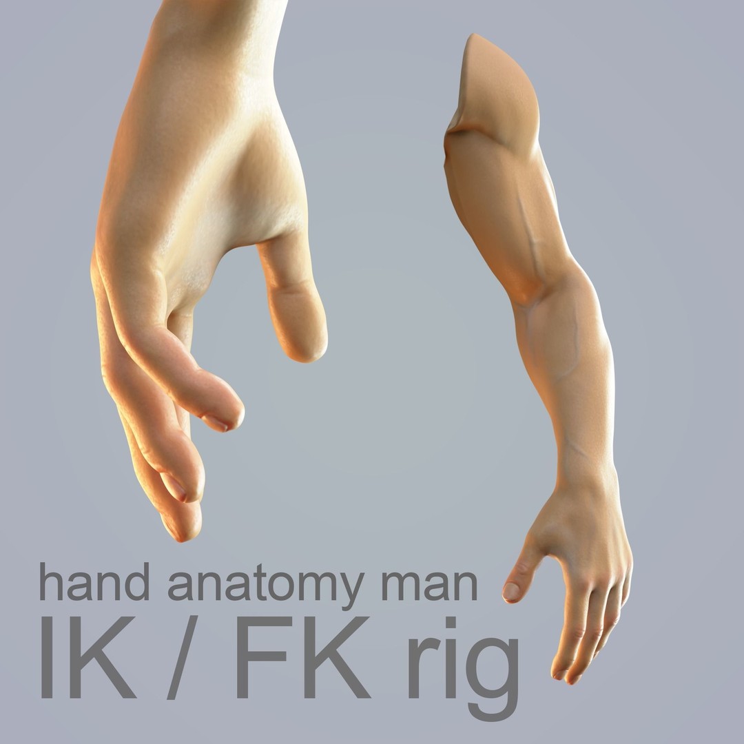 Hand Anatomy 3D Model – Rigged Realistic Character for Animation, FBX - View 3