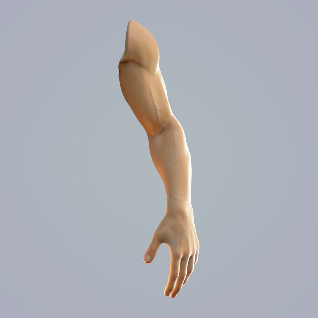 Hand Anatomy 3D Model – Rigged Realistic Character for Animation, FBX - View 9