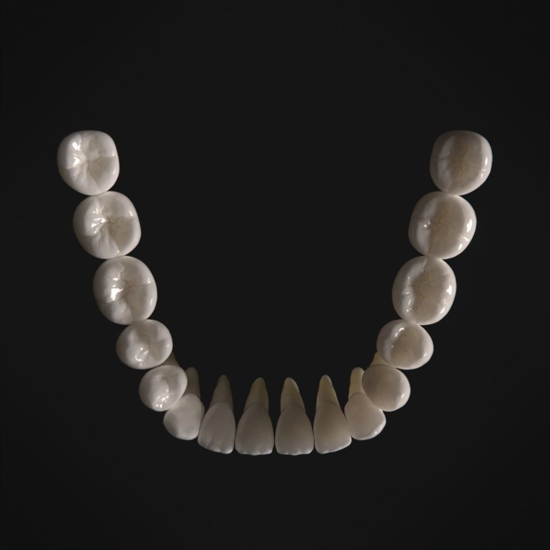 Photorealistic Human Teeth 3D Model – Low Poly PBR Anatomy Asset, FBX - View 10