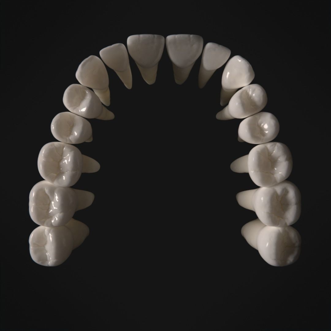 Photorealistic Human Teeth 3D Model – Low Poly PBR Anatomy Asset, FBX - View 11