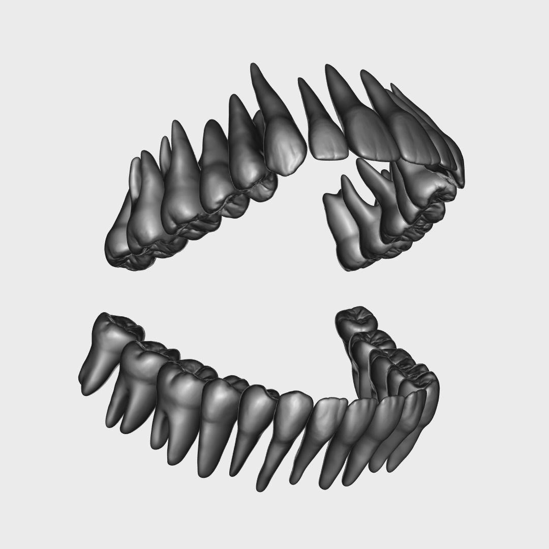 Photorealistic Human Teeth 3D Model – Low Poly PBR Anatomy Asset, FBX - View 12