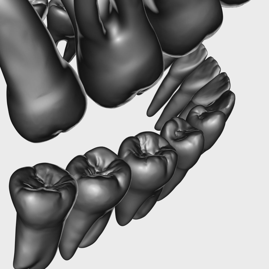 Photorealistic Human Teeth 3D Model – Low Poly PBR Anatomy Asset, FBX - View 14