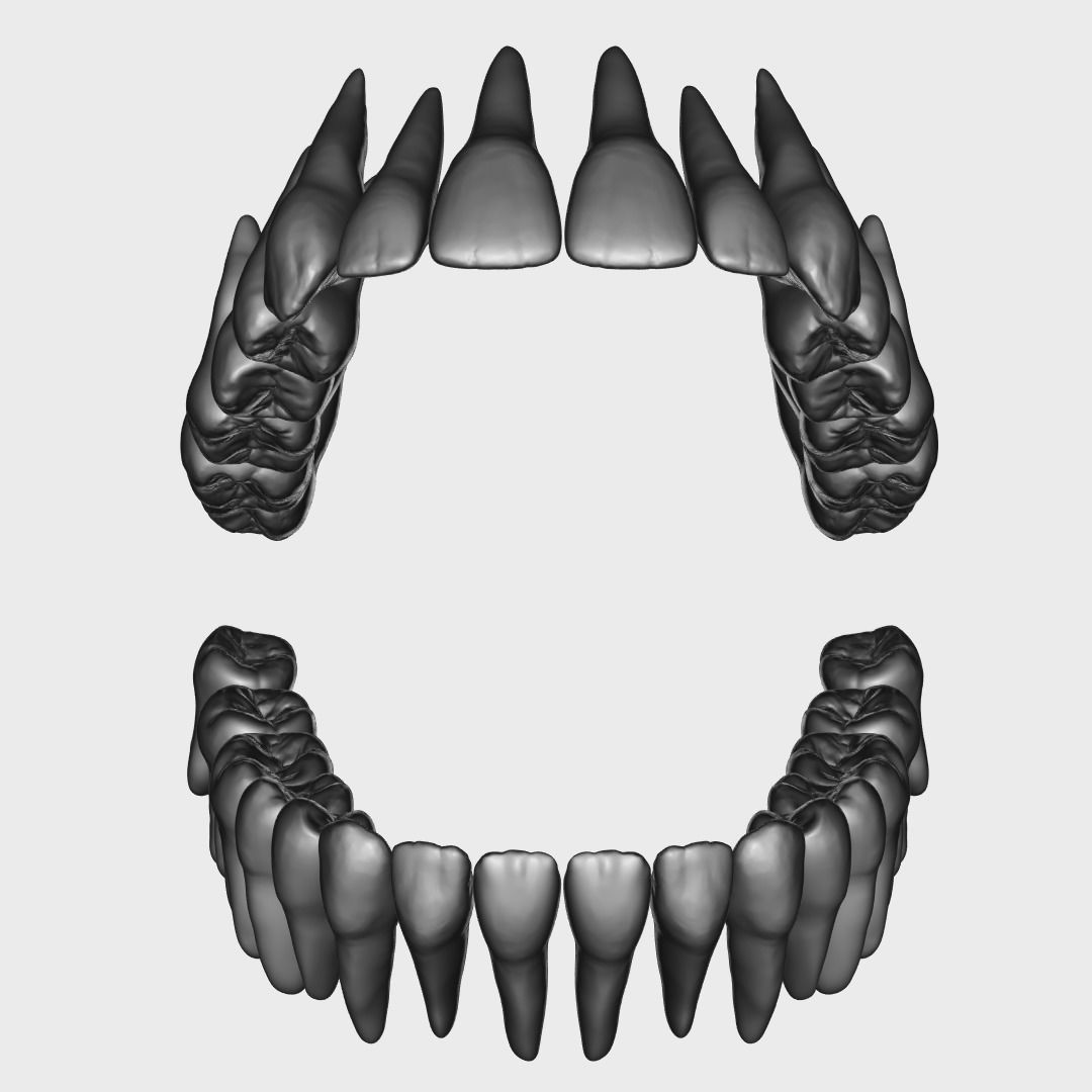 Photorealistic Human Teeth 3D Model – Low Poly PBR Anatomy Asset, FBX - View 15