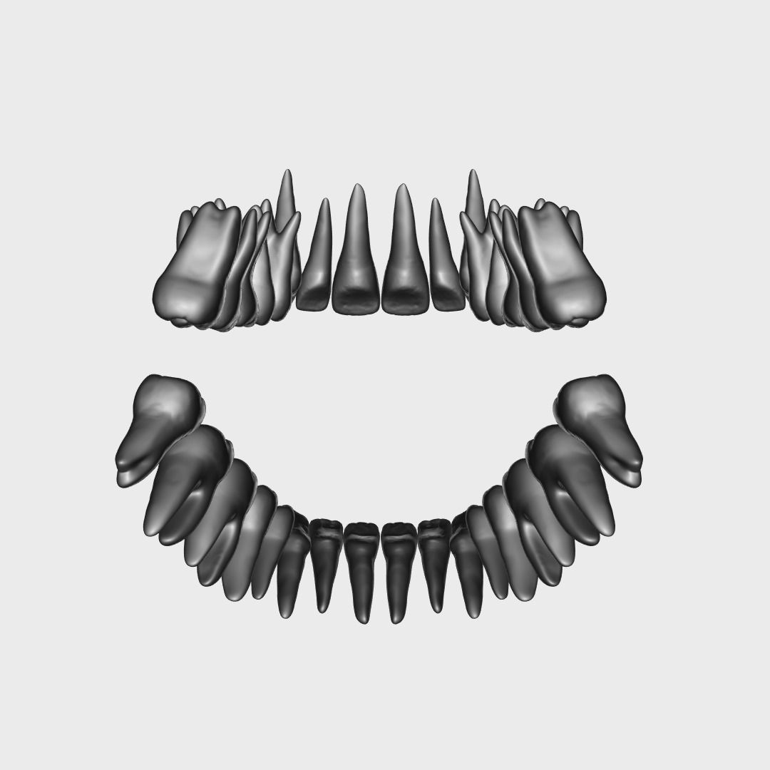 Photorealistic Human Teeth 3D Model – Low Poly PBR Anatomy Asset, FBX - View 16
