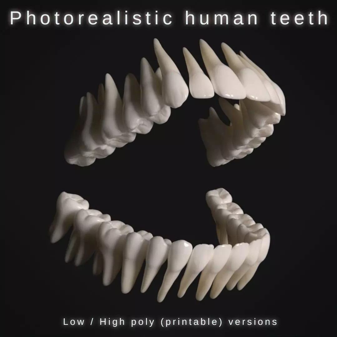 Photorealistic Human Teeth 3D Model – Low Poly PBR Anatomy Asset, FBX - View 2