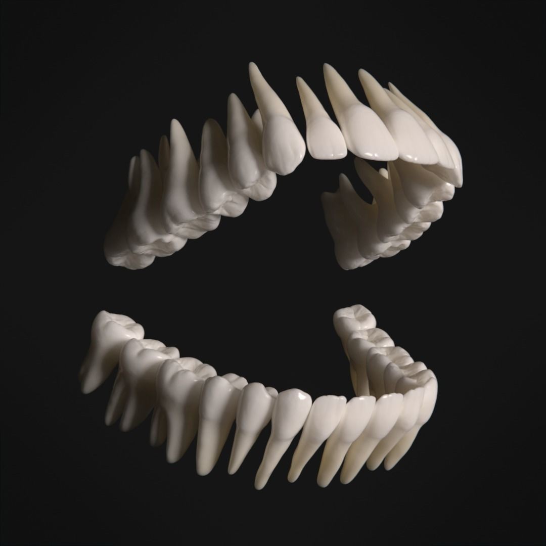 Photorealistic Human Teeth 3D Model – Low Poly PBR Anatomy Asset, FBX - View 3