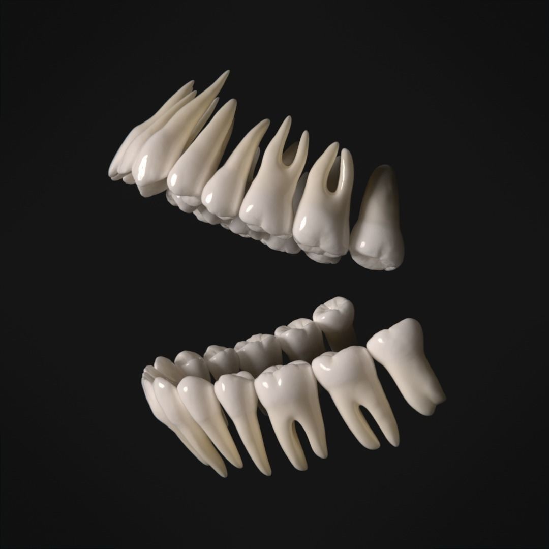 Photorealistic Human Teeth 3D Model – Low Poly PBR Anatomy Asset, FBX - View 4