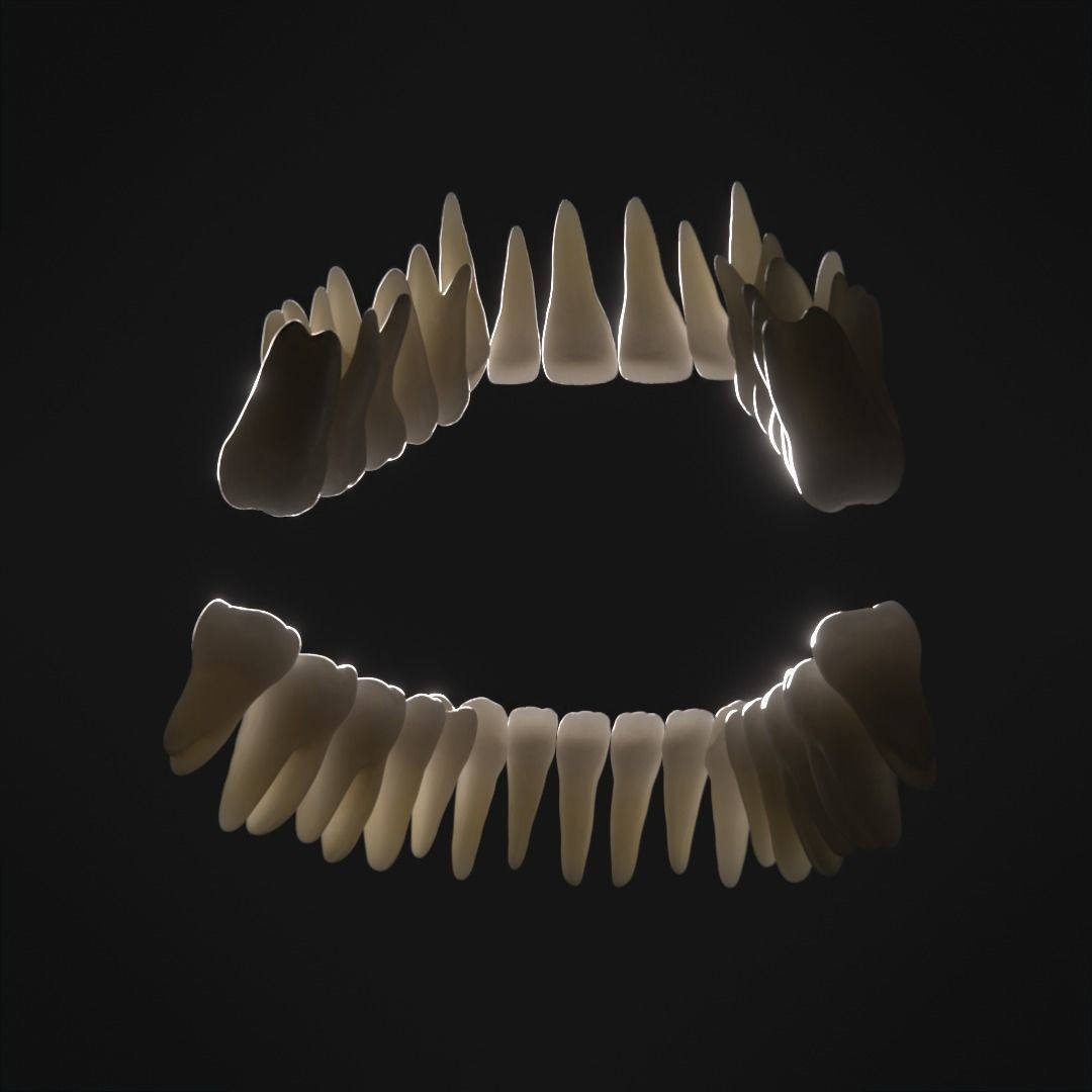 Photorealistic Human Teeth 3D Model – Low Poly PBR Anatomy Asset, FBX - View 5