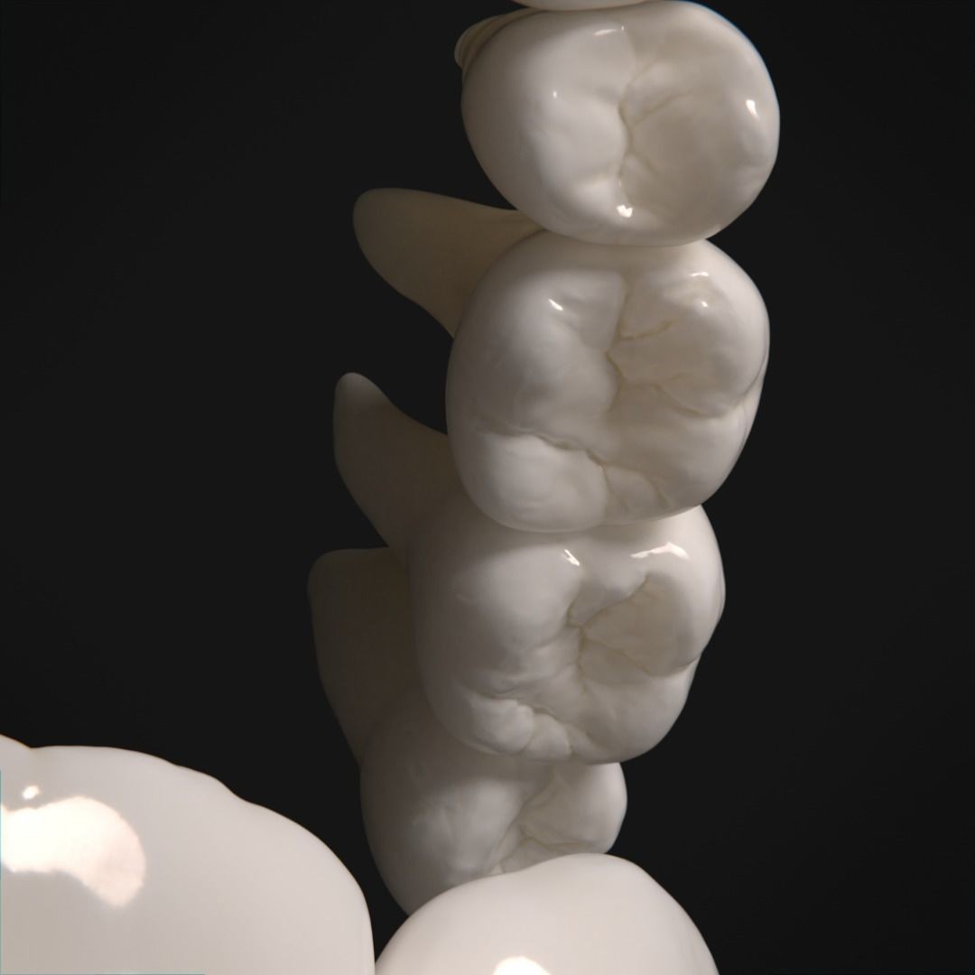 Photorealistic Human Teeth 3D Model – Low Poly PBR Anatomy Asset, FBX - View 6