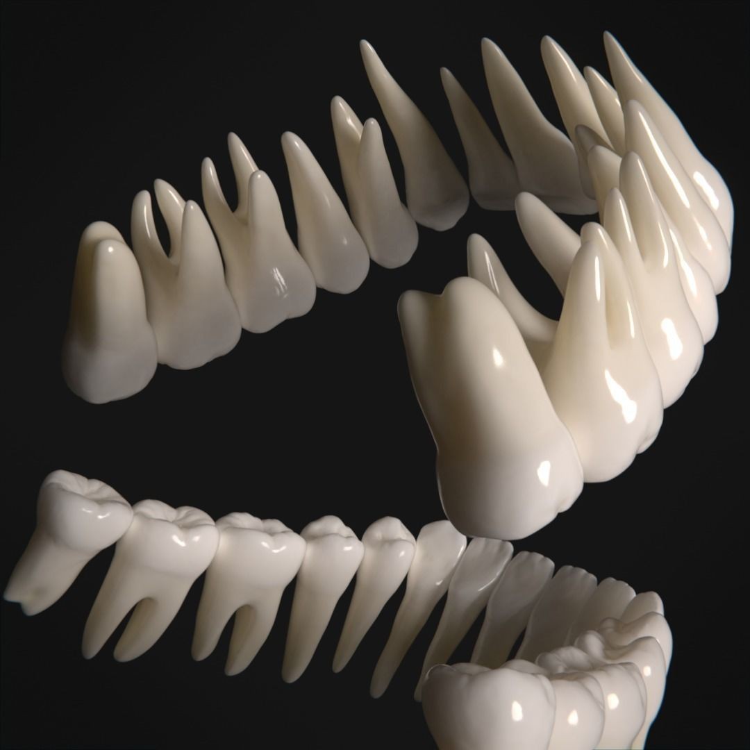 Photorealistic Human Teeth 3D Model – Low Poly PBR Anatomy Asset, FBX - View 7