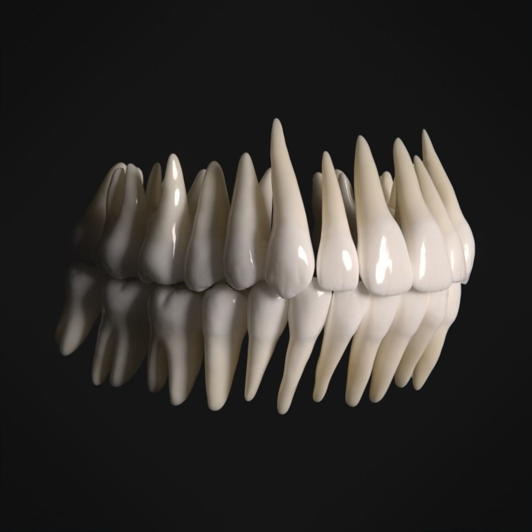 Photorealistic Human Teeth 3D Model – Low Poly PBR Anatomy Asset, FBX - View 8