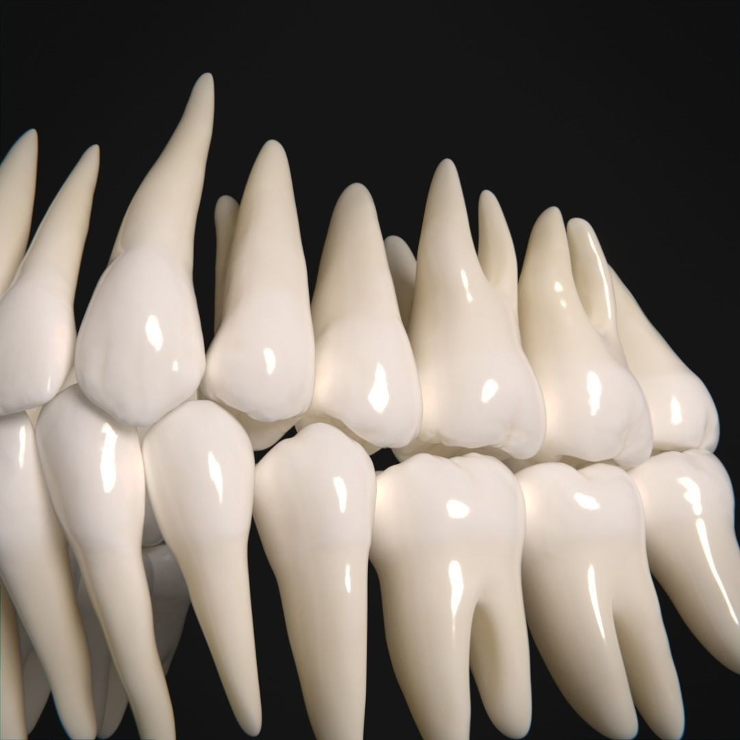 Photorealistic Human Teeth 3D Model – Low Poly PBR Anatomy Asset, FBX - View 9