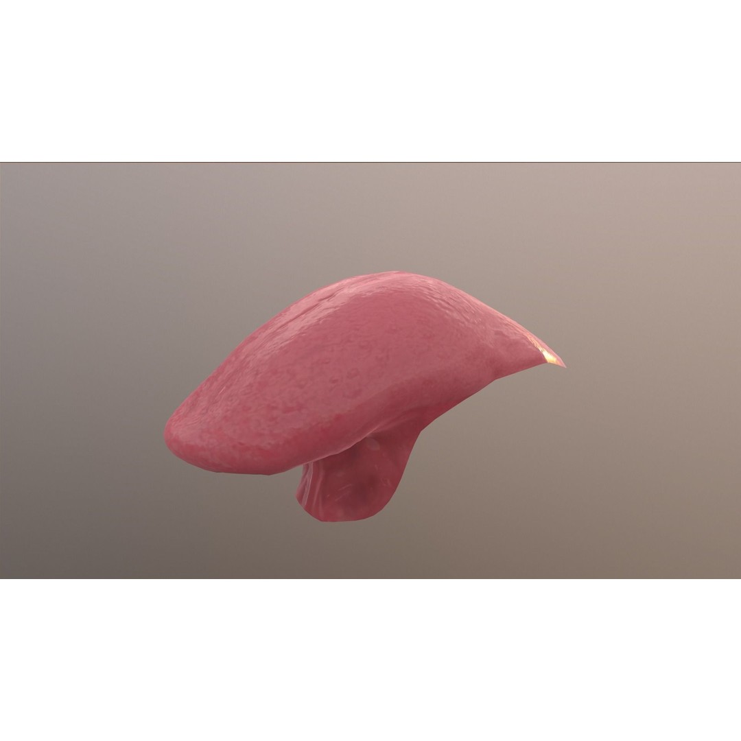 Realistic Mouth 3D Model – Low Poly Rigged Character Asset, FBX