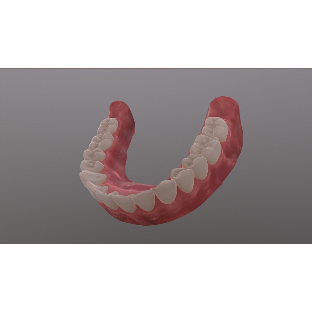 Realistic Mouth 3D Model – Low Poly Rigged Character Asset, FBX - View 19