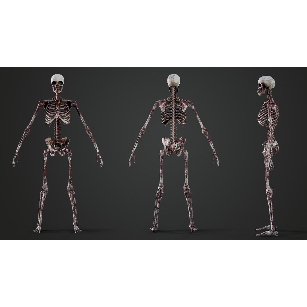 Skeleton 3D Model – Game Ready Low-Poly Rigged Character, FBX/OBJ - View 10