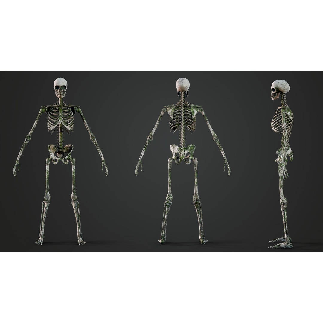 Skeleton 3D Model – Game Ready Low-Poly Rigged Character, FBX/OBJ - View 11