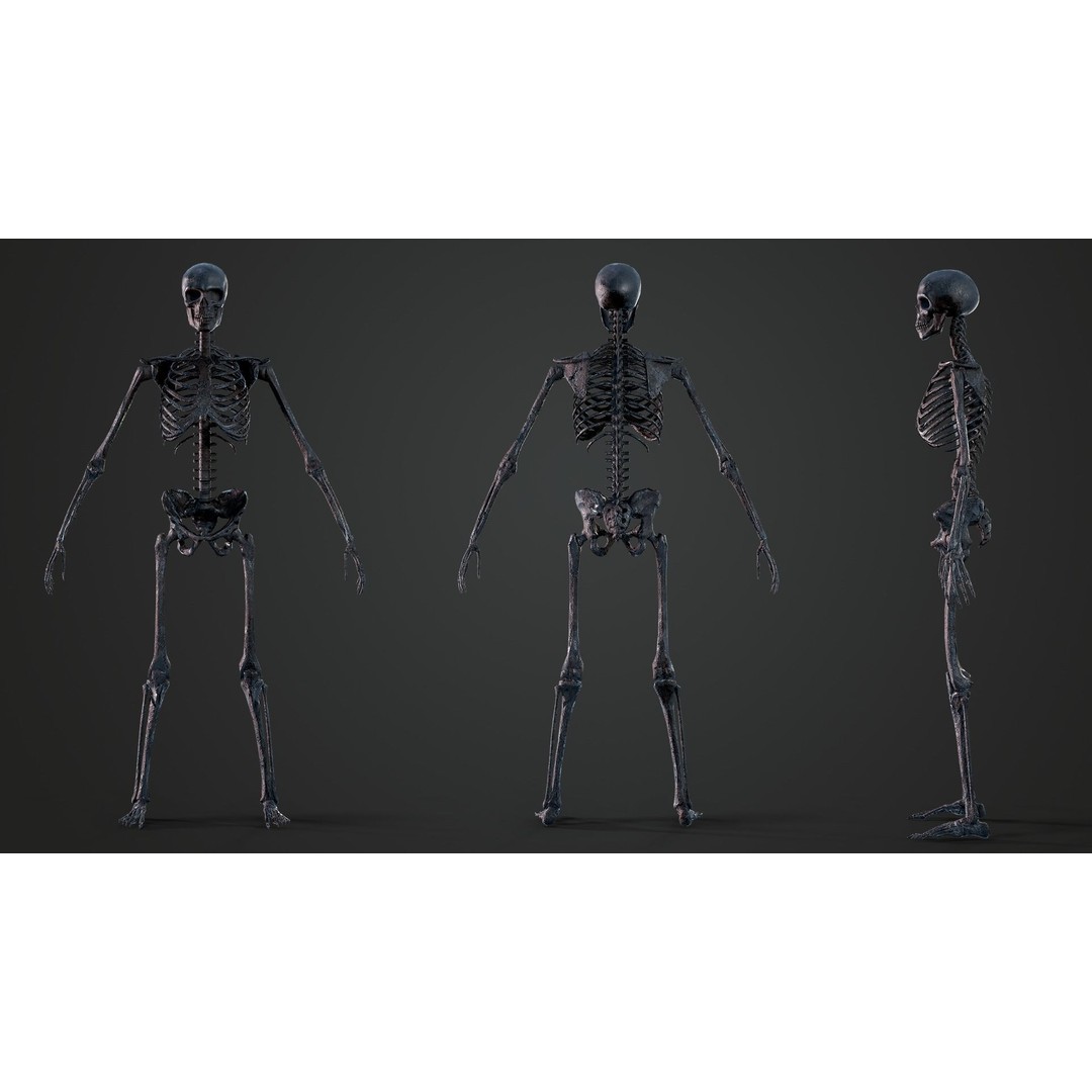 Skeleton 3D Model – Game Ready Low-Poly Rigged Character, FBX/OBJ - View 12
