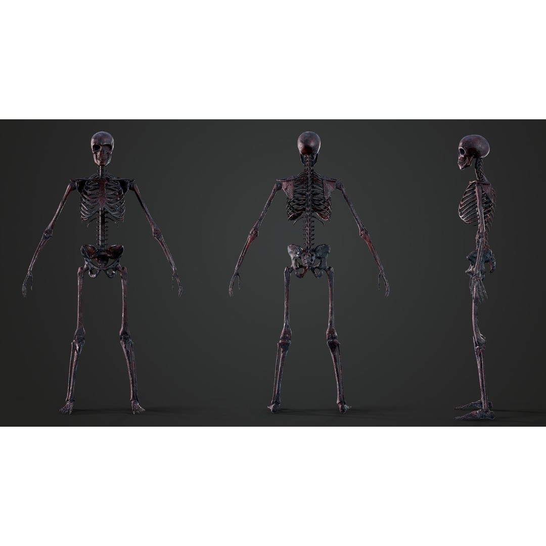 Skeleton 3D Model – Game Ready Low-Poly Rigged Character, FBX/OBJ - View 13