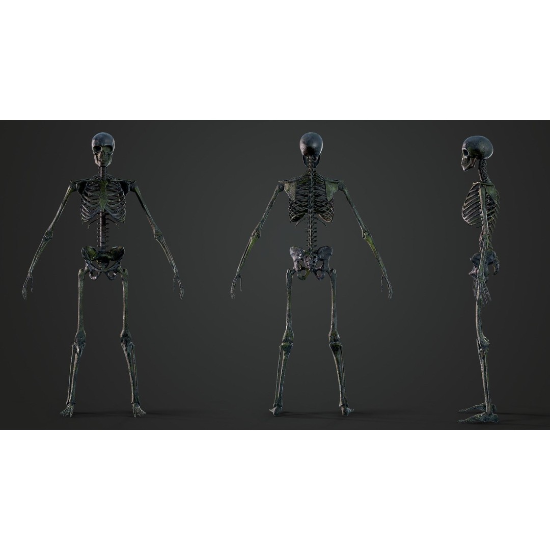 Skeleton 3D Model – Game Ready Low-Poly Rigged Character, FBX/OBJ - View 14