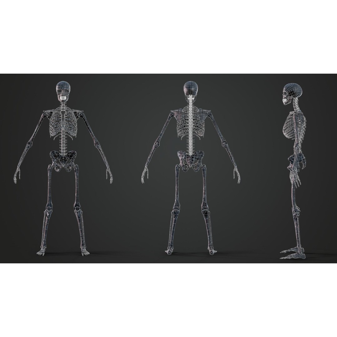 Skeleton 3D Model – Game Ready Low-Poly Rigged Character, FBX/OBJ - View 15